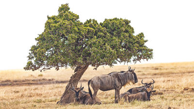 Wildebeest in Kenya's Masai Mara National Reserve. As of Jan. 1, the country will no longer require visas for entry