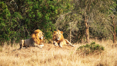 Akagera National Park is now home to the Big Five following the recent reintroduction of lions and rhinos, making it the only Big 5 reserve in Rwanda.