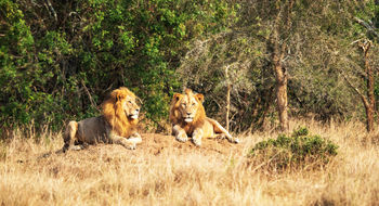 Akagera National Park is now home to the Big Five following the recent reintroduction of lions and rhinos, making it the only Big 5 reserve in Rwanda.