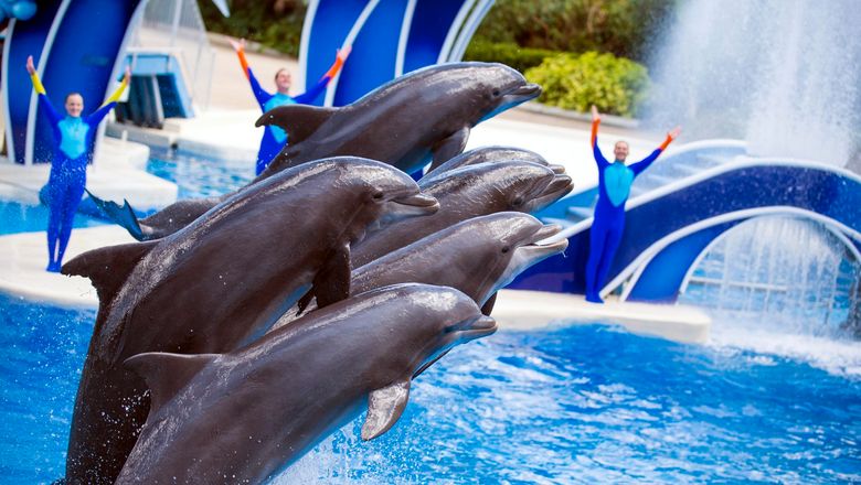 A show in Dolphin Stadium at SeaWorld Orlando.