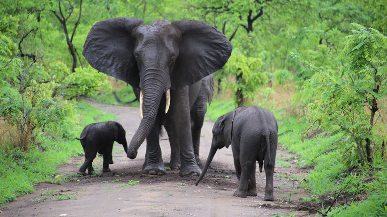 Seeing the Big Five in Malawi