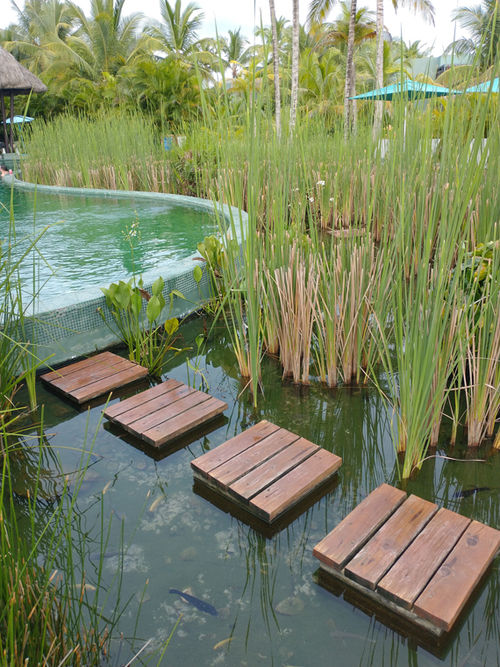 The water in the Emerald Jungle's Zen Pool at the Club Med Miches Playa Esmeralda is filtered naturally.